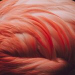 Photo red hair colors