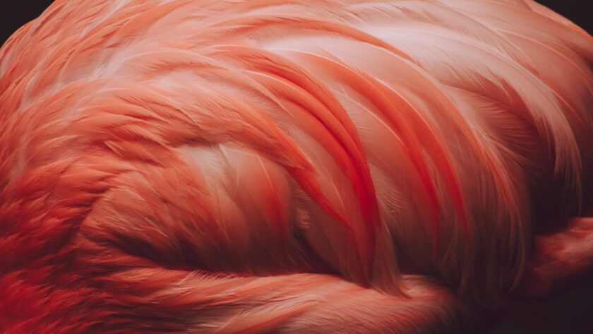 Photo red hair colors