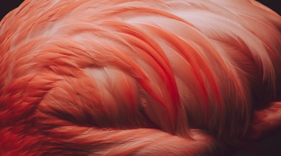 Photo red hair colors