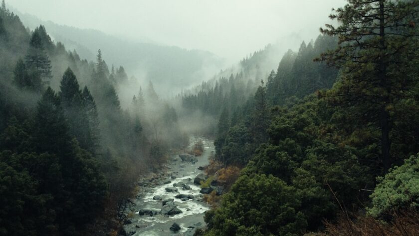 Photo forest